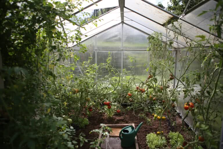 Image of a greenhouse with vegetables