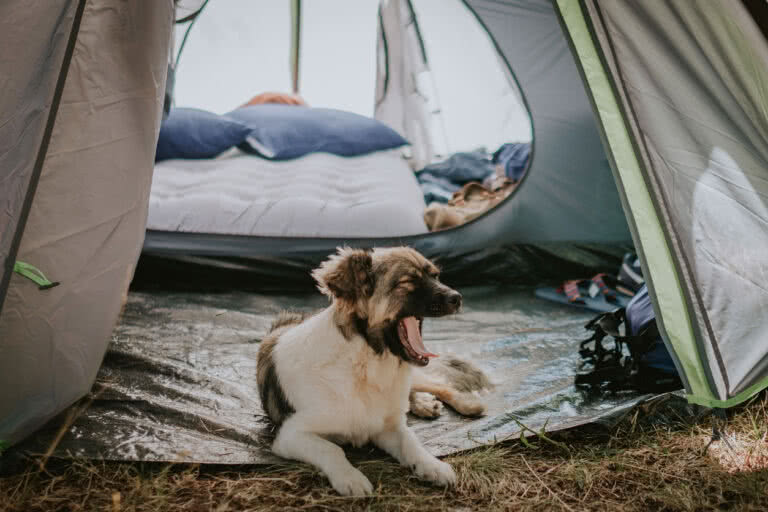 dog-friendly events