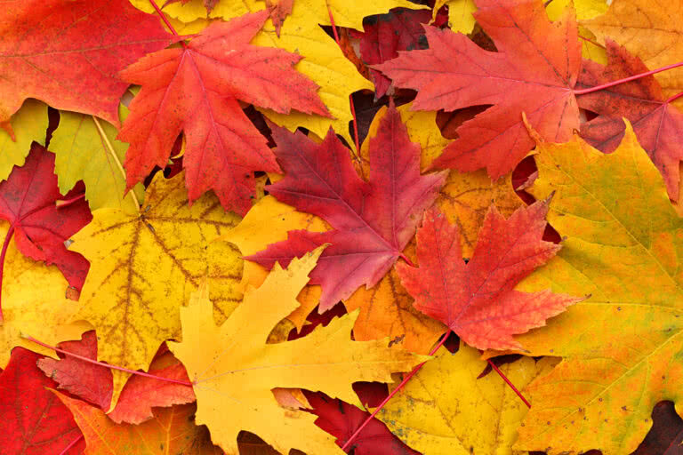 autumn colour schemes
