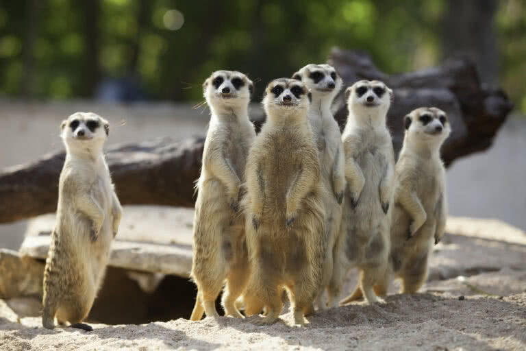 Meerkat App for events