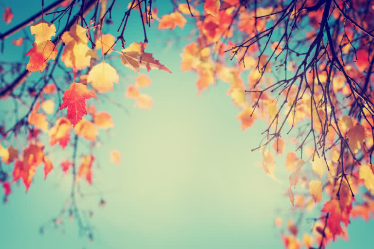 pinterest autumn themes