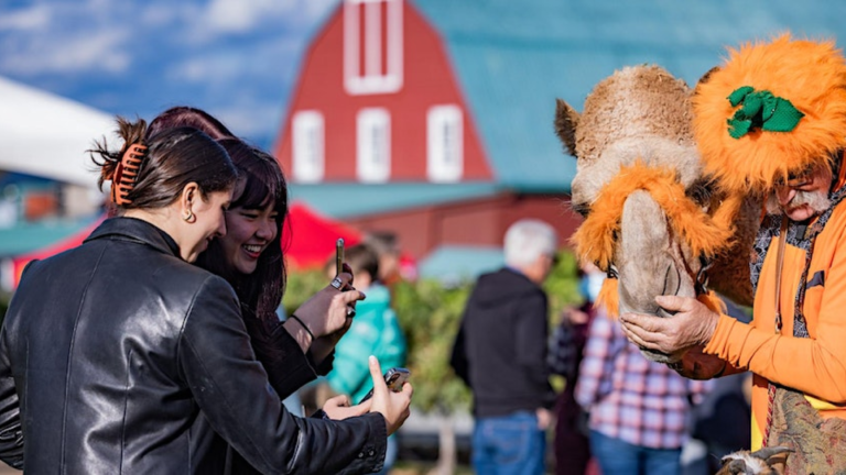 Autumn Festival Ideas